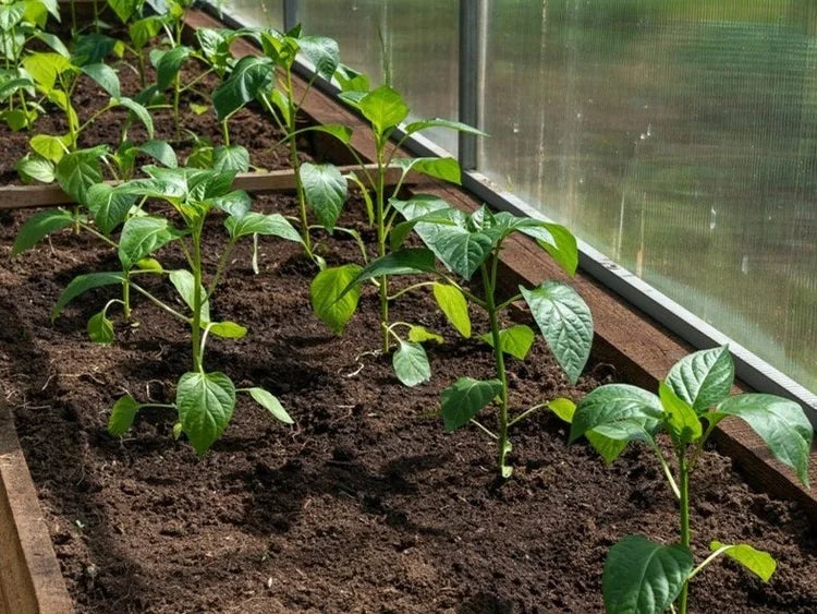 Dark brown garden compost in a raised bed with young plants, ready for planting.