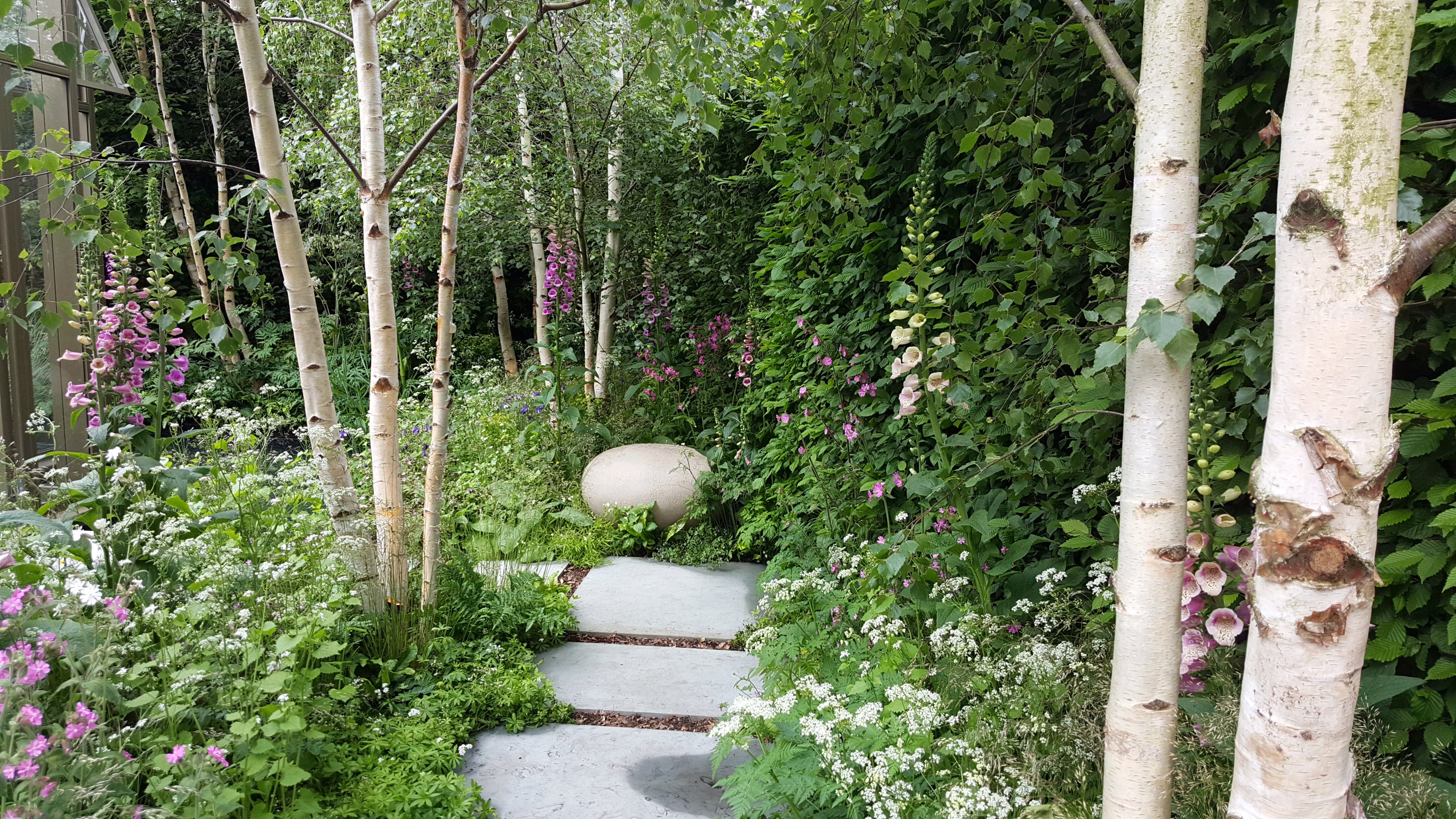 A serene garden path leads through birch trees and lush greenery, with foxgloves adding splashes of pink. A smooth, round stone rests amidst the foliage.