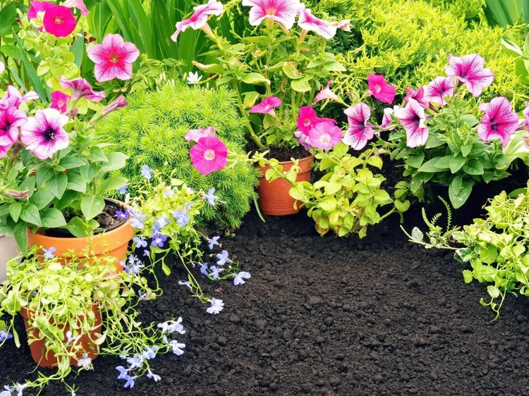 Dark topsoil for horticulture over fertile earth with surrounding garden plants.