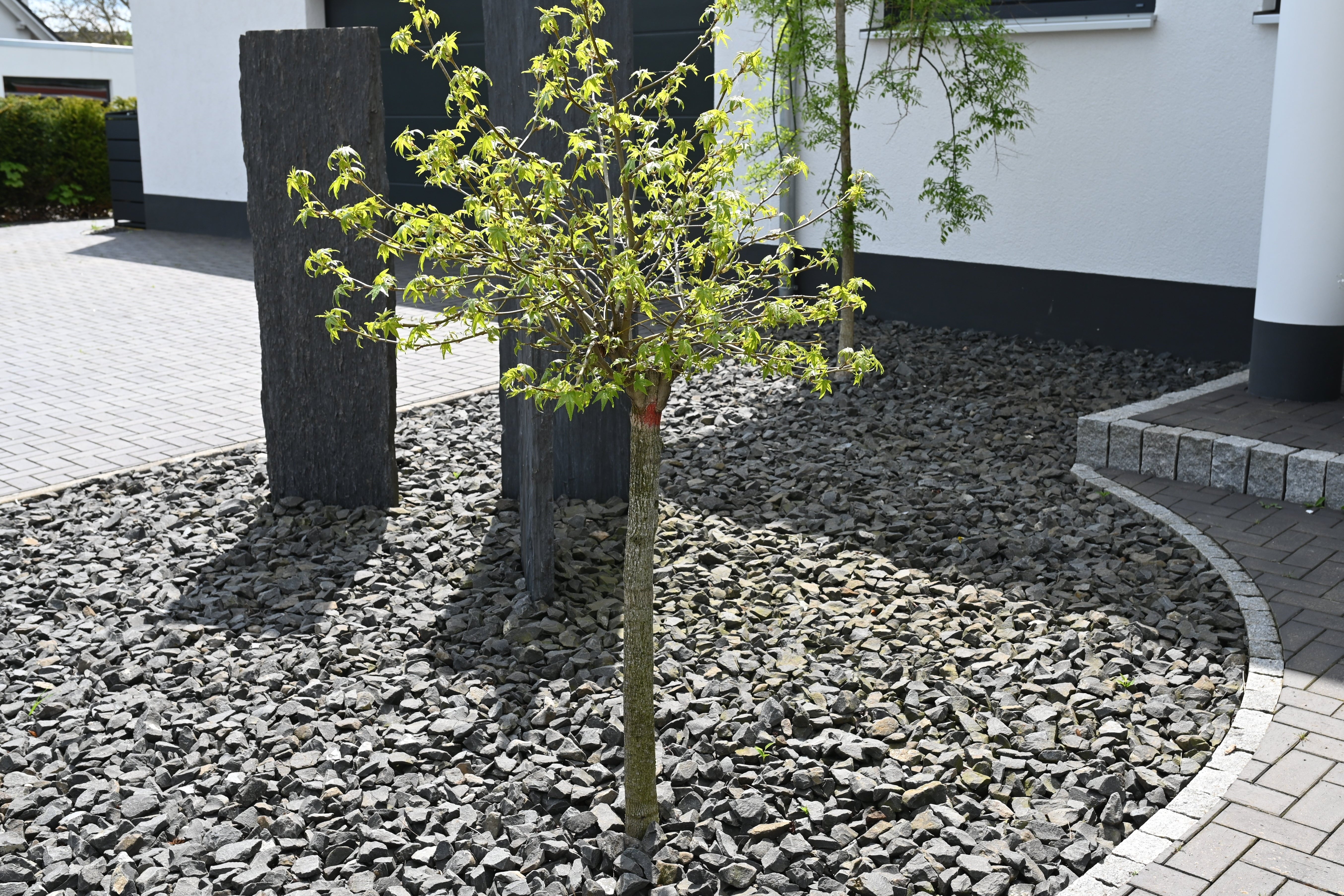 20mm grey slate chippings for gardens, with a visible texture, filling the ground around trees and paving stones.
