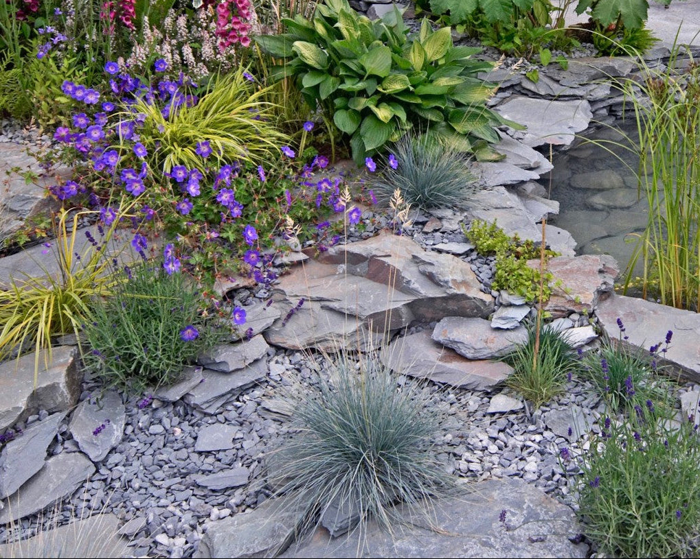 A rock garden with blue flowers, small grasses, and flat rocks. A small pool of water is in the background.