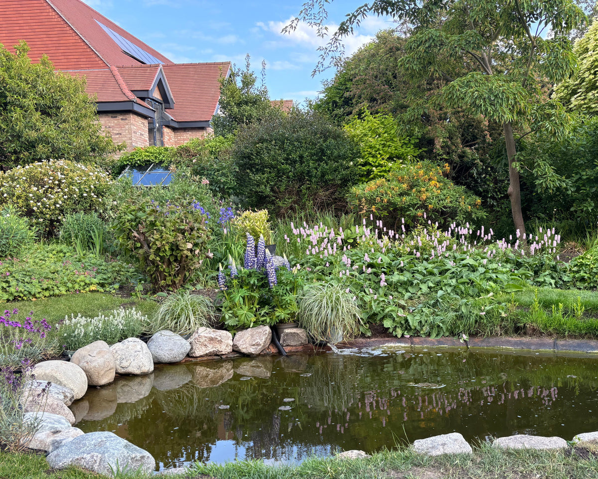 A tranquil garden pond surrounded by rocks and lush vegetation, reflecting a clear blue sky. The scene evokes a sense of peace.
