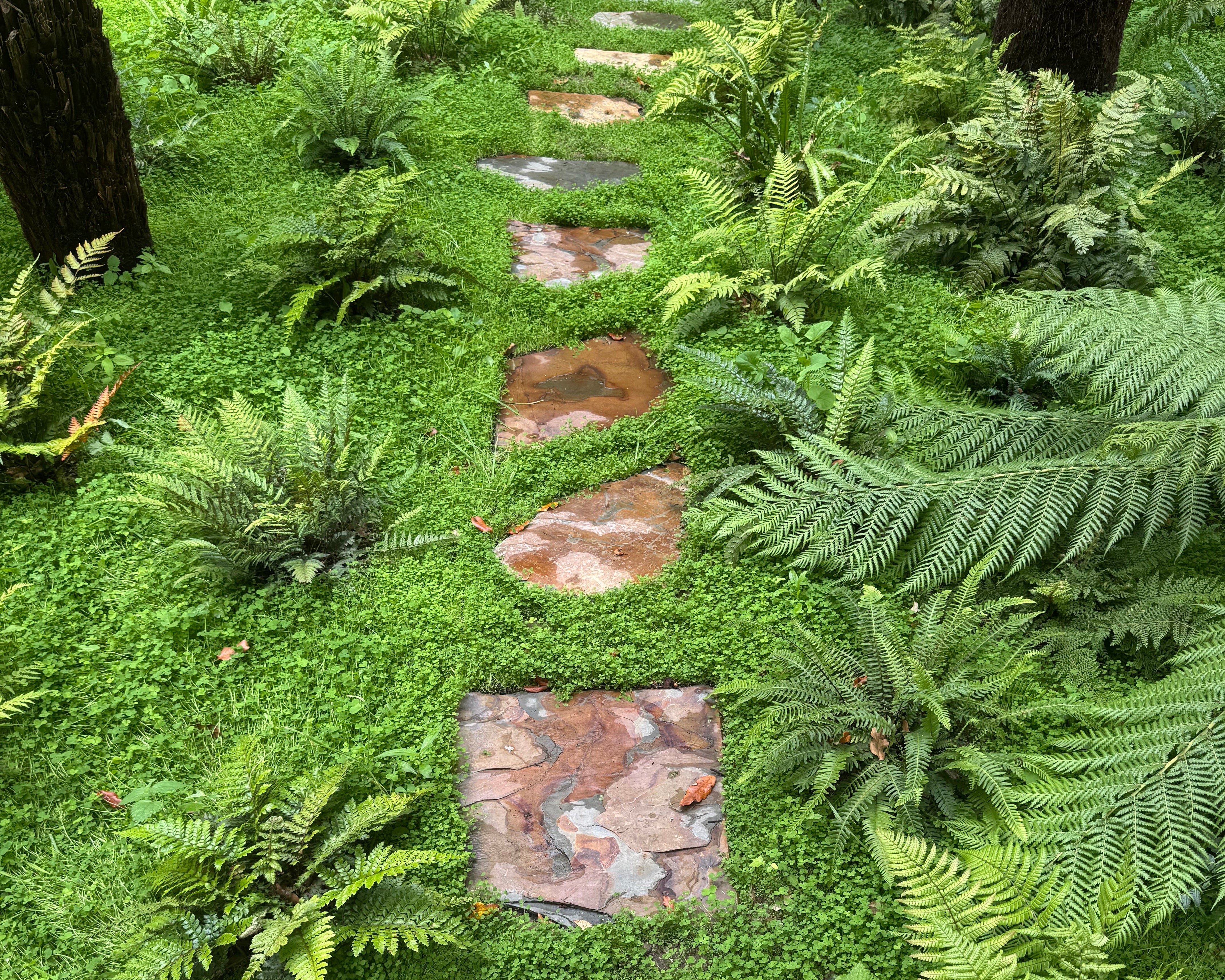 A stepping stone path meanders through a lush green garden filled with ferns and groundcover, evoking a peaceful, natural atmosphere.