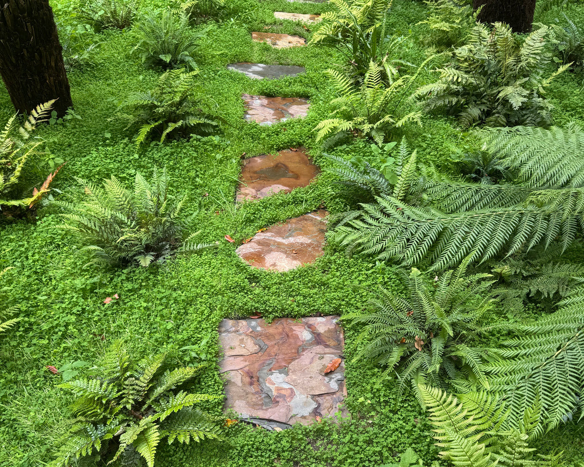 A stone path meanders through lush green groundcover and ferns, creating a tranquil, natural garden scene.