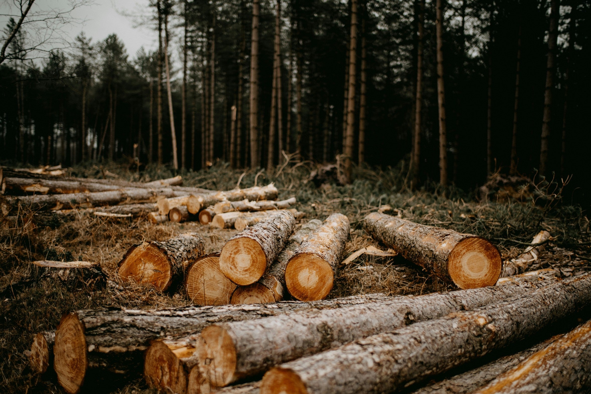 Cut logs in foreground, arranged on brown ground. Dark evergreen trees fill blurry background under an overcast sky.
