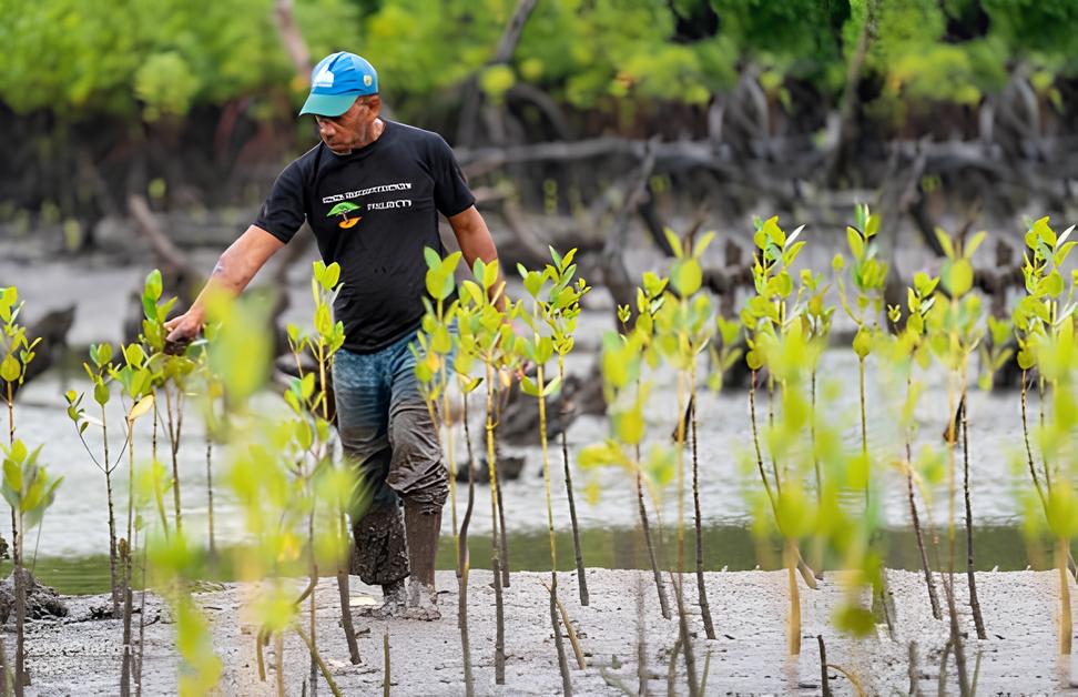 A man in boots and a cap plants mangrove saplings in a muddy wetland. Seedlings form the foreground, with forest visible behind. He wears a black t-shirt with "PROJECT CITY" printed on it.
