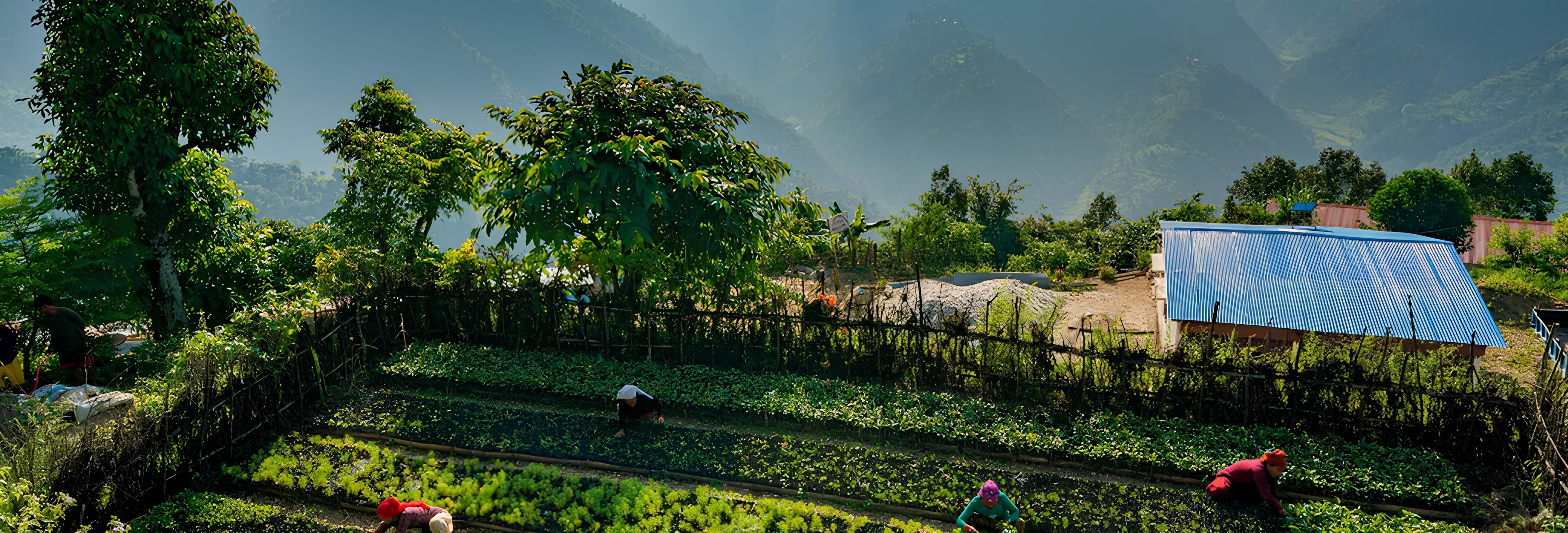 Wide shot of agricultural fields in a valley, with people working among bright green crops and hazy mountains beyond.
