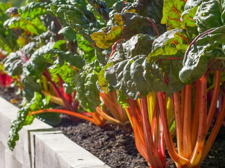 Healthy, vibrant chard crop grown in a raised garden bed, ready for harvest.
