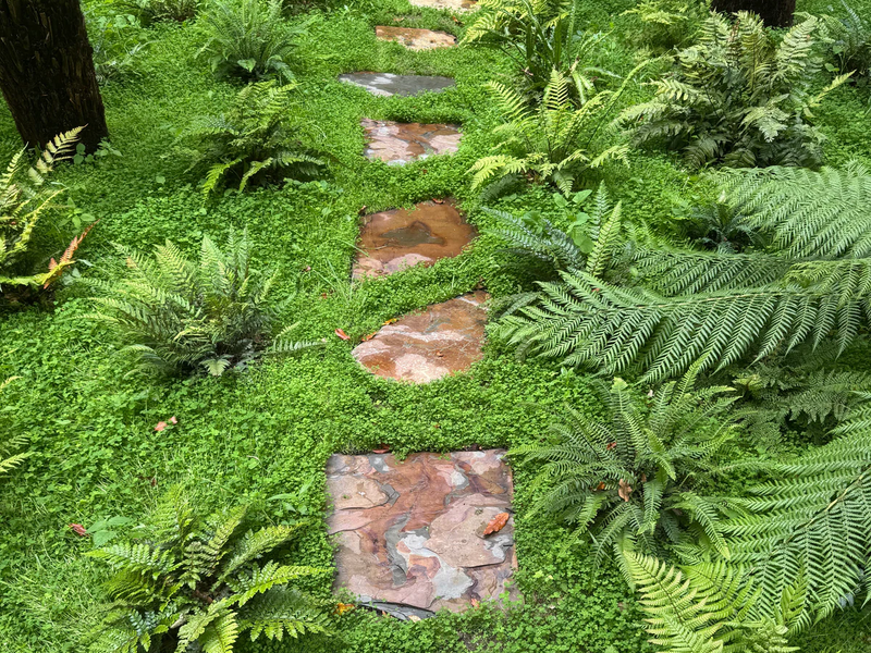 A stone path winds through a lush green garden of ferns and ground cover, creating a tranquil, natural scene.