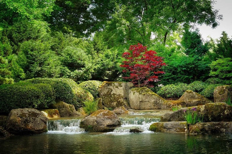 A tranquil Japanese garden with a waterfall cascading over mossy rocks into a pond, framed by lush greenery and a red maple tree. 
