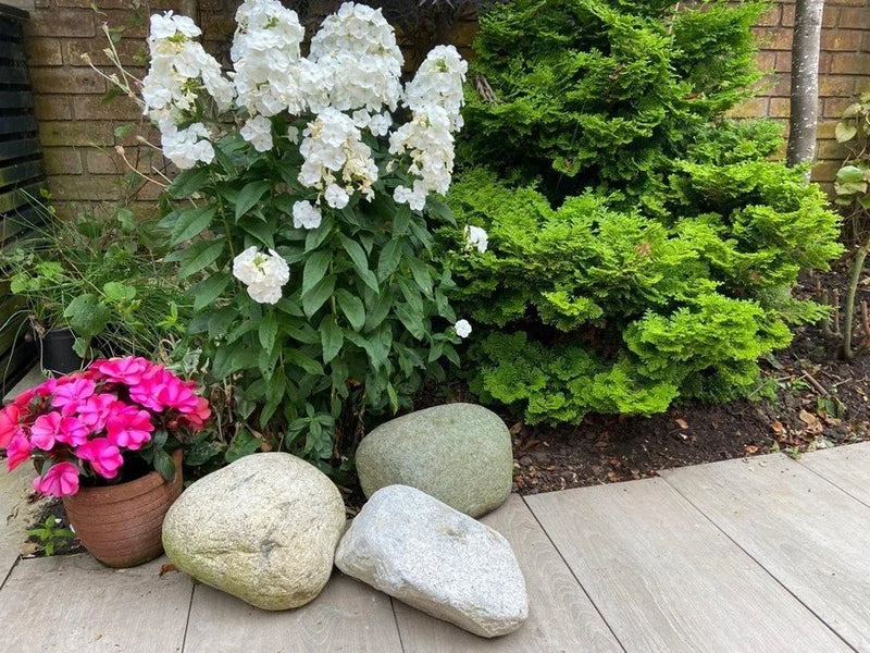 Large natural pond boulders (300-450mm), three pieces of light colored rocks in a garden next to flowers and green shrubs.