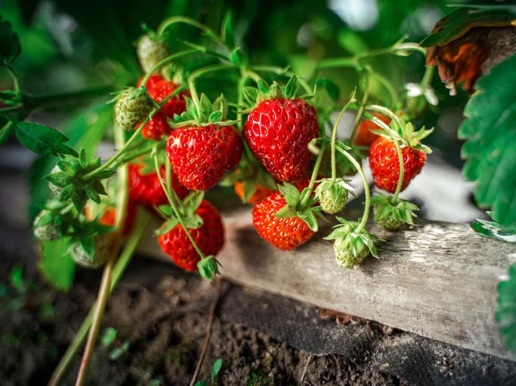 Red ripe strawberries by the plant, near dark soil and a weathered wooden plank.